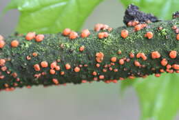 Image of Nectria cinnabarina (Tode) Fr. 1849