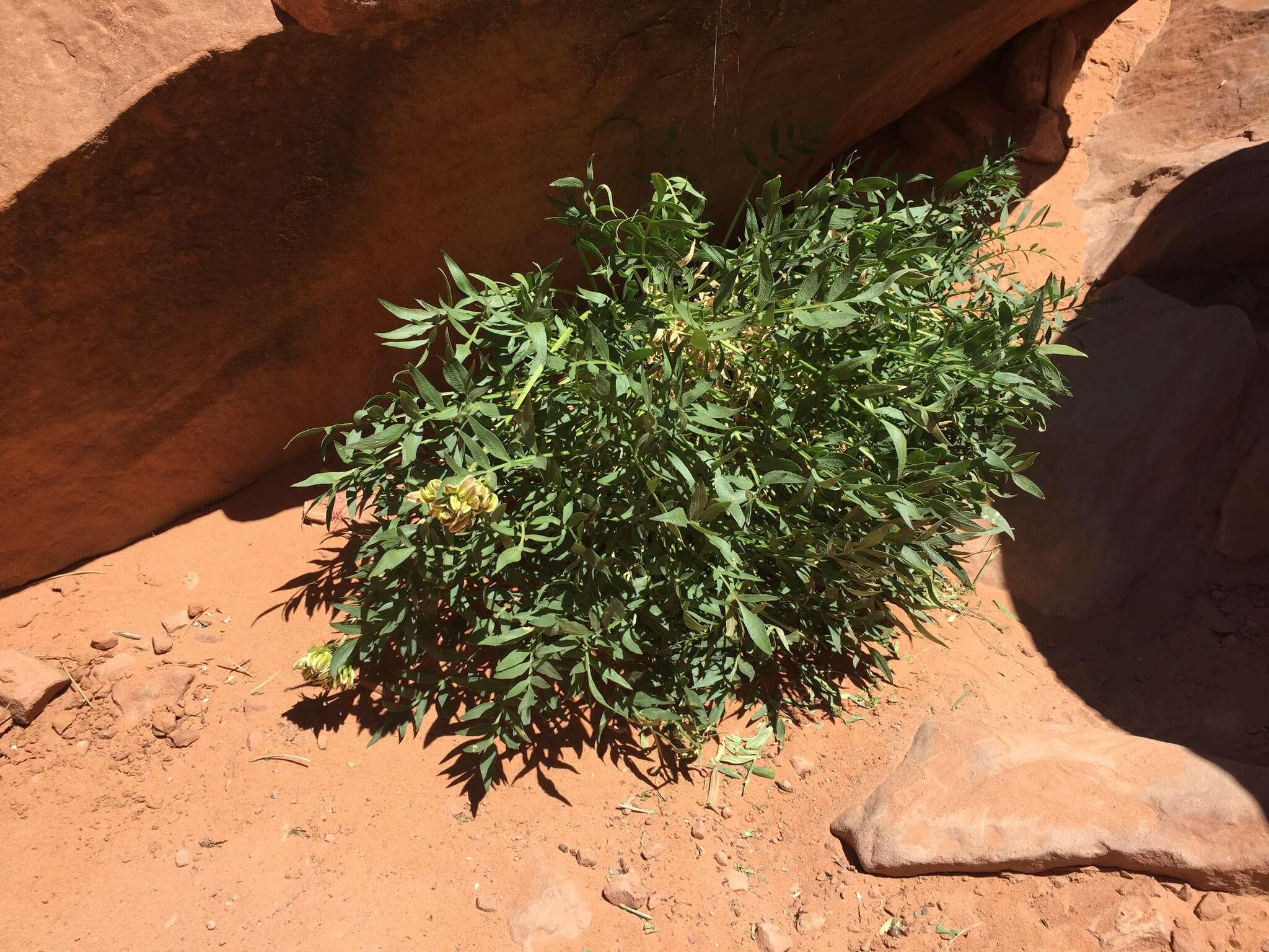 Image of Canyonlands biscuitroot