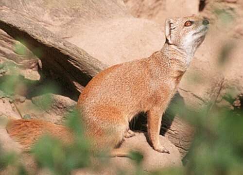 Image of Yellow Mongoose