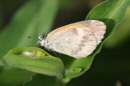 Image of Dainty Sulphur