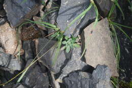 Image of yellow arctic draba