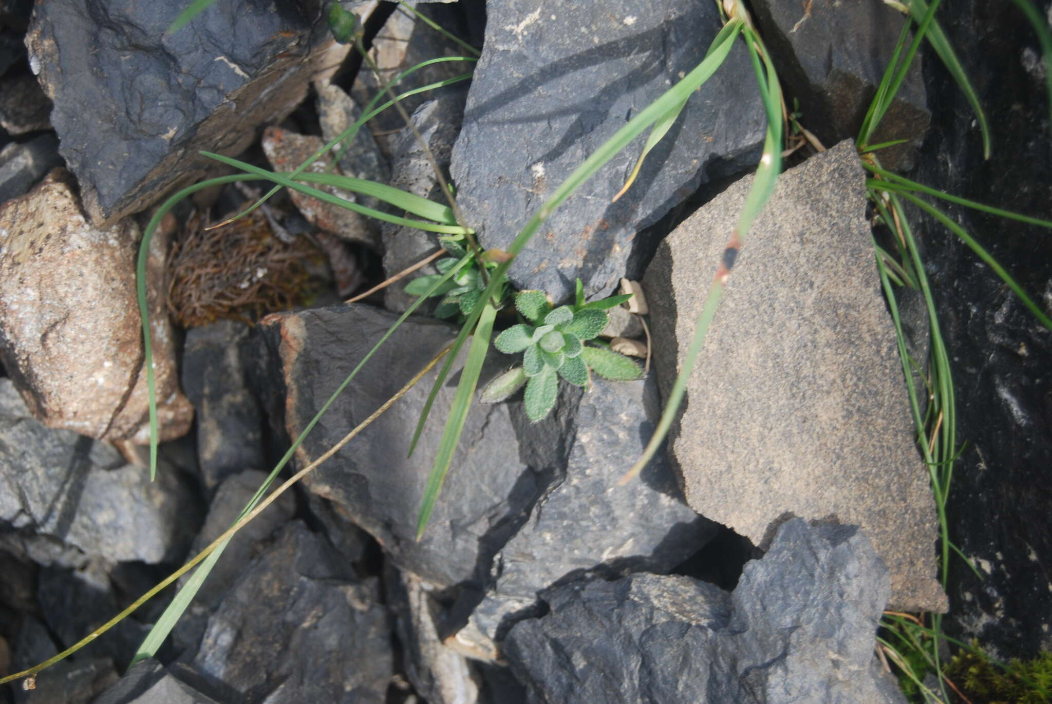 Image of yellow arctic draba