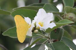 Image of Large Orange Sulphur