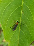 Image of Phaea juanitae Chemsak & Linsley 1988