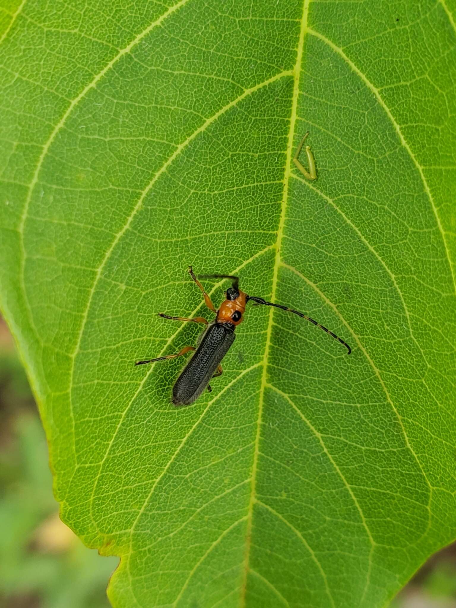 Image of Phaea juanitae Chemsak & Linsley 1988