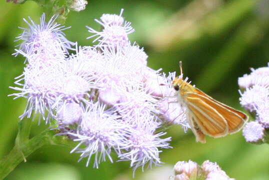 Image of Southern Skipperling