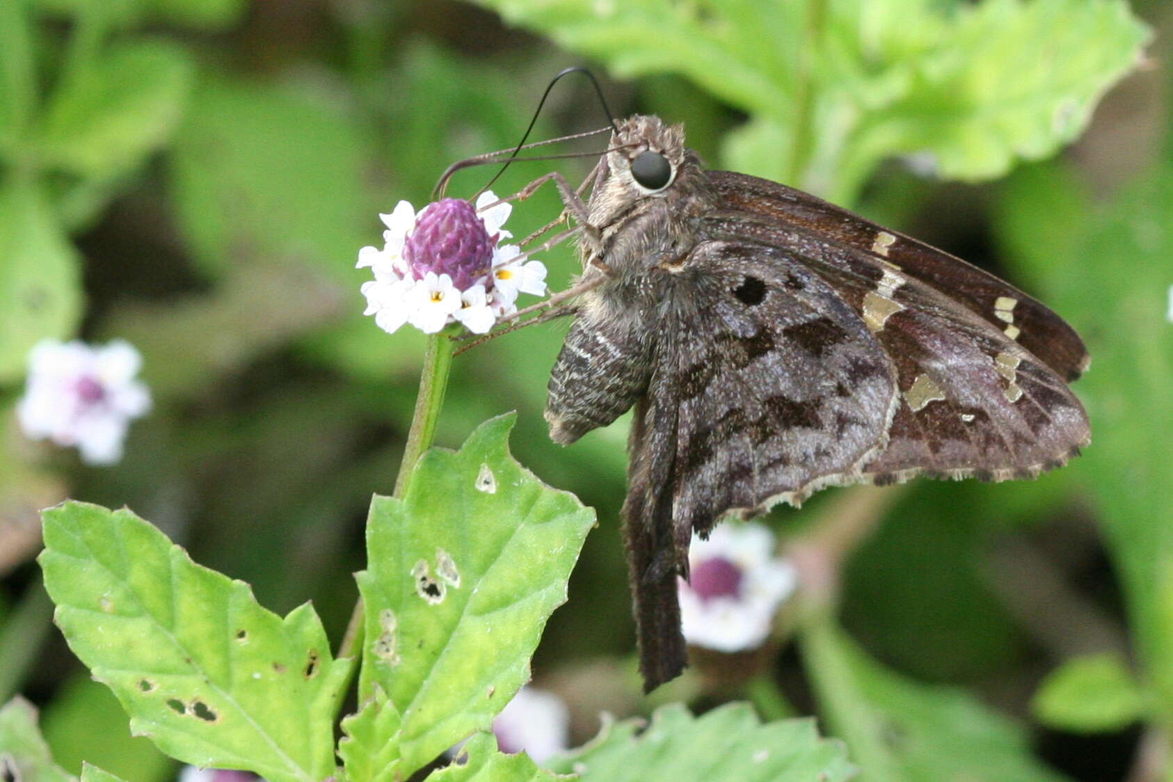 Image of Dorantes Longtail