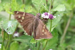 Image of Dorantes Longtail