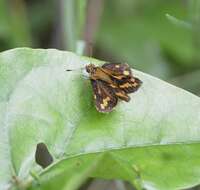 Image of Potanthus pallida Evans 1932