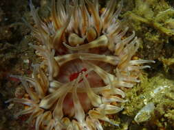 Image of McPeak anemone