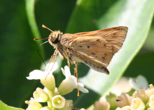 Image of Hylephila phyleus