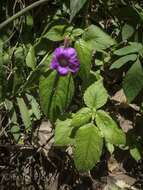 Imagem de Achimenes grandiflora (Schiede) DC.