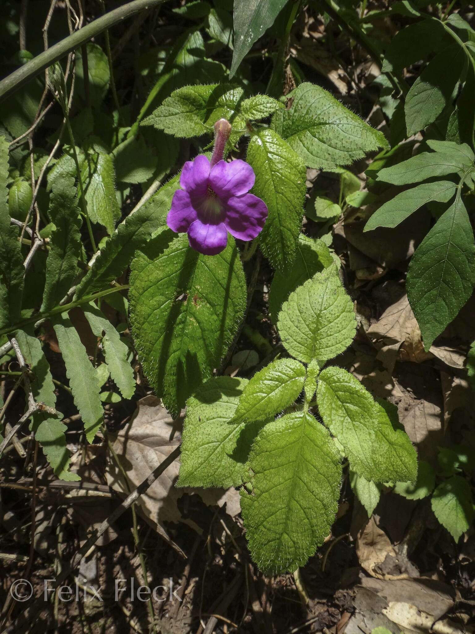 Imagem de Achimenes grandiflora (Schiede) DC.