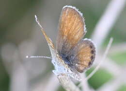 Image of Western pygmy blue