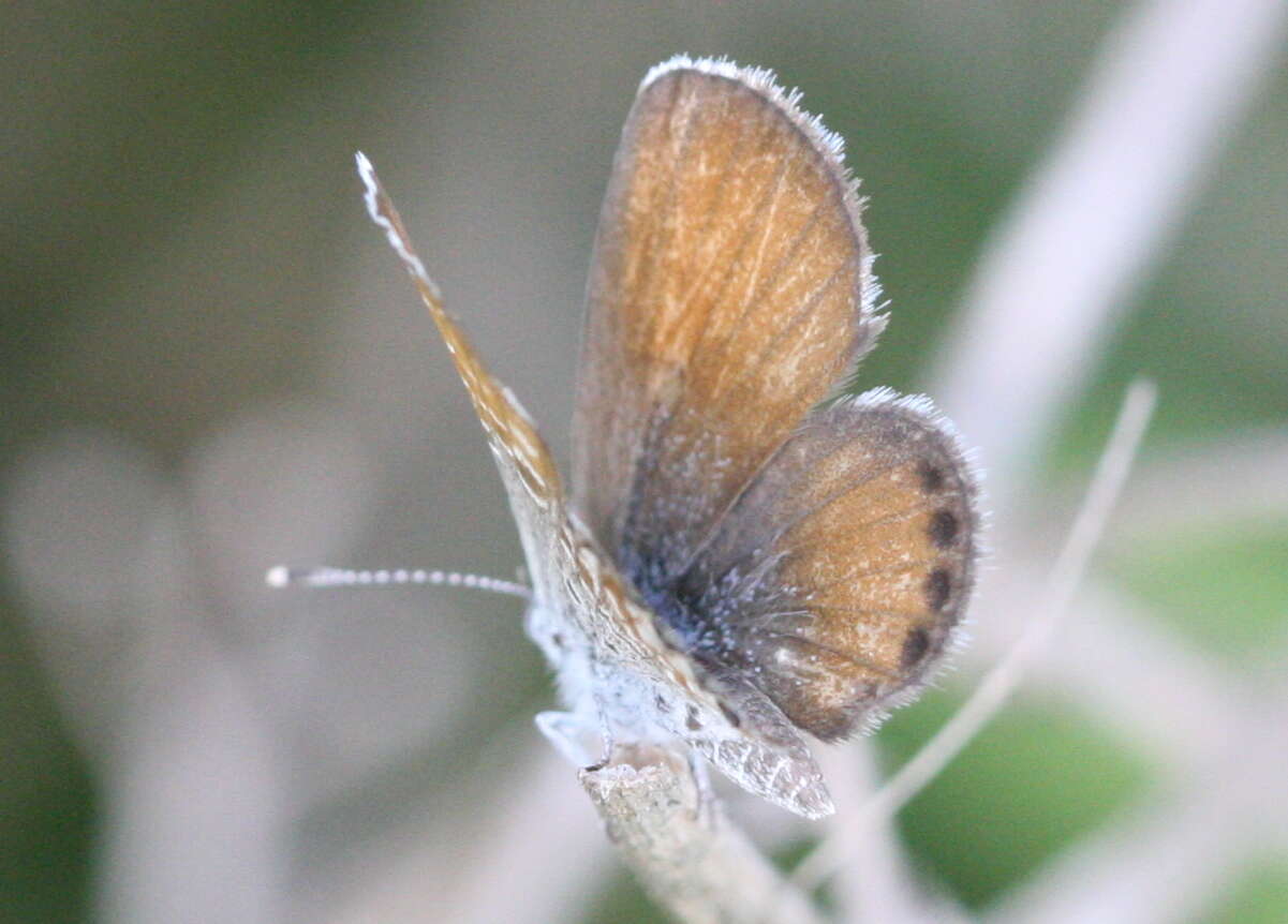 Image of Western pygmy blue