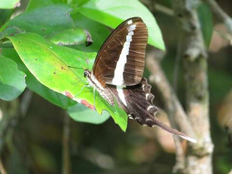 Graphium kirbyi (Hewitson 1872) resmi