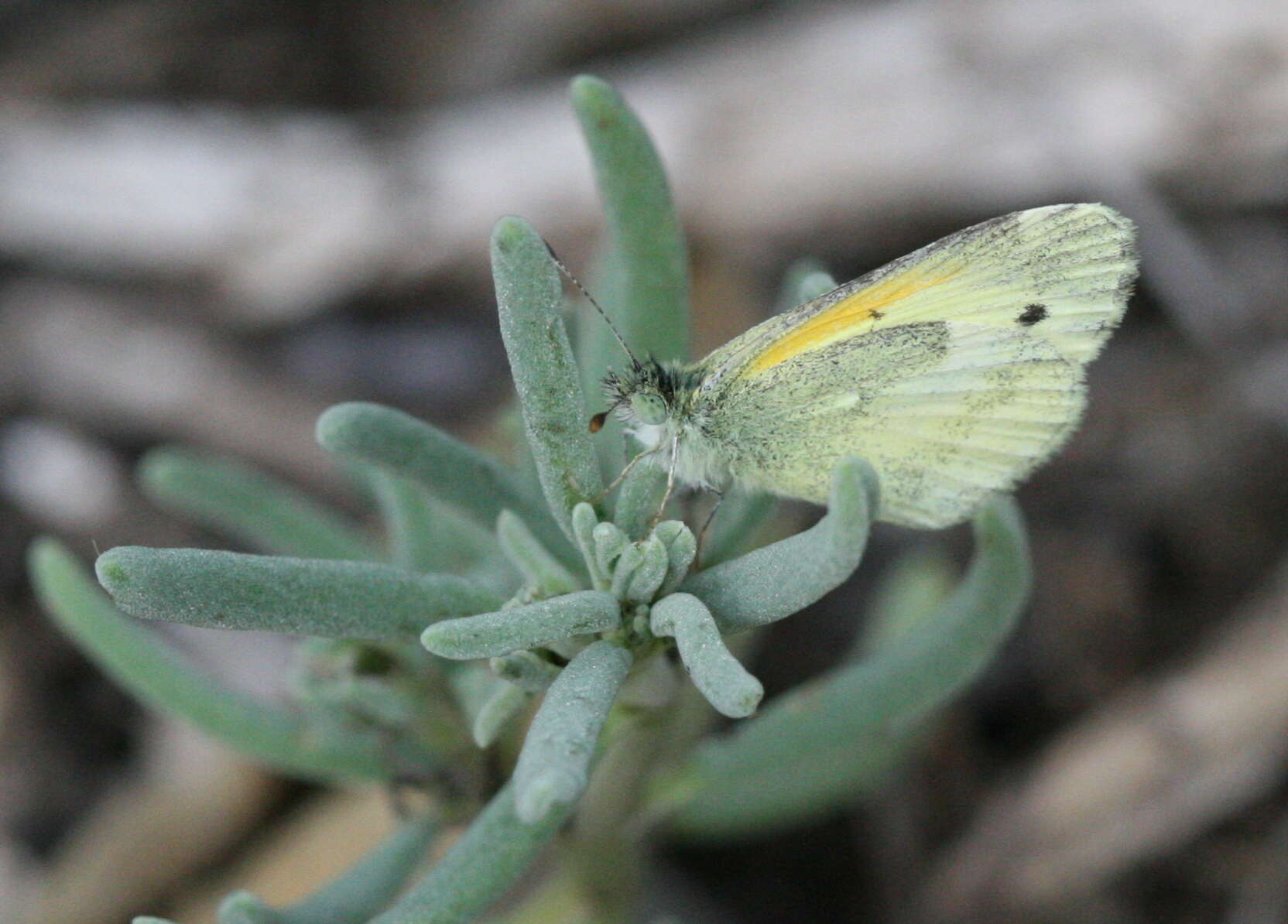 Image of Dainty Sulphur