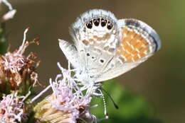 Image of Western pygmy blue