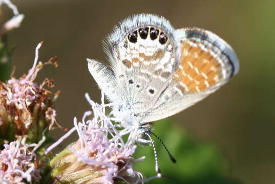 صورة Brephidium exilis (Boisduval 1852)