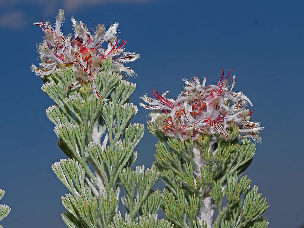 Image of Paranomus tomentosus (Phill. & Hutch.) N. E. Br.