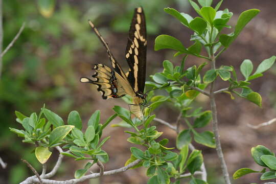 Image of Eastern Giant Swallowtail