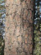 Image of Hartweg's Pine