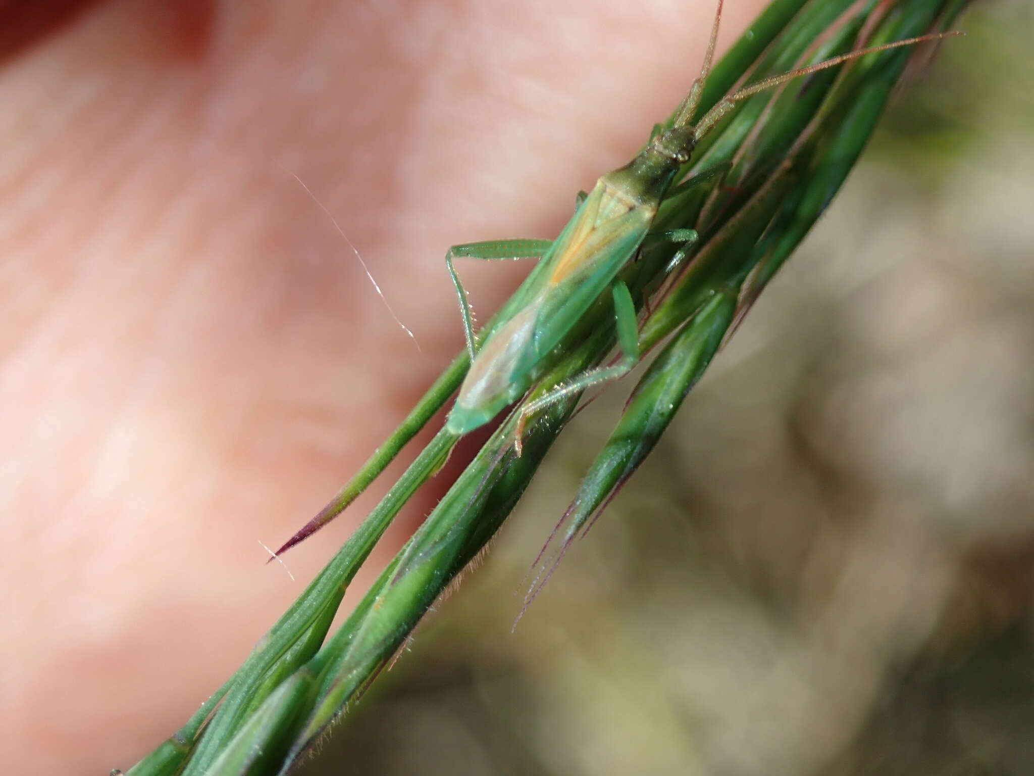 Stenodema virens (Linnaeus 1767)的圖片