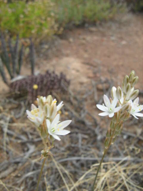 Image of Ornithogalum hispidum subsp. hispidum