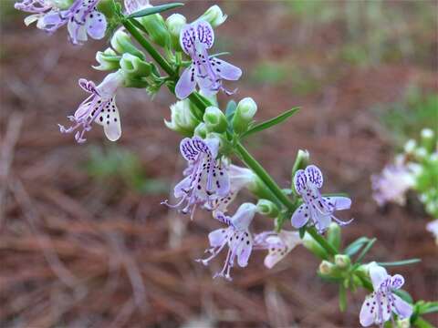 Imagem de Dicerandra frutescens subsp. thinicola (H. A. Mill.) D. B. Ward