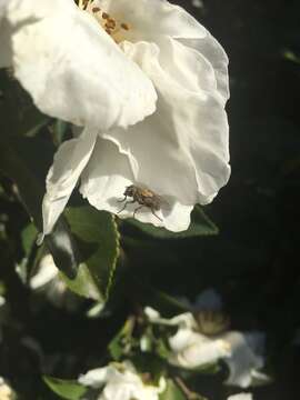 Image of Tufted cluster fly