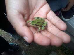 Image of Madrean Treefrog