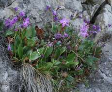 Sivun Primula spectabilis Tratt. kuva