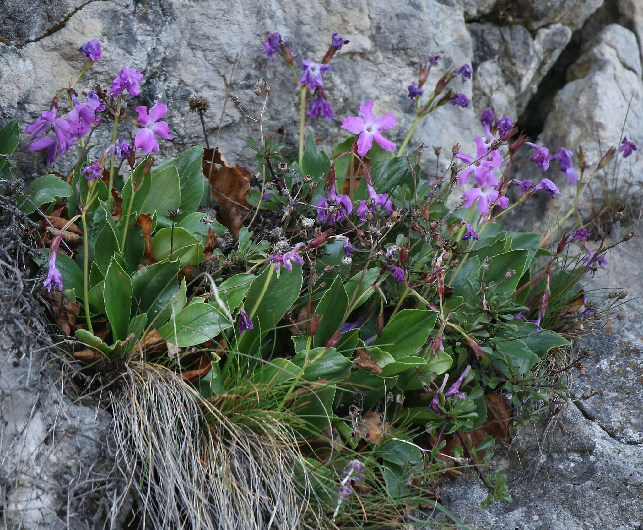 Imagem de Primula spectabilis Tratt.