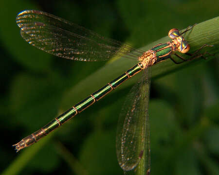 Image of Emerald Spreadwing