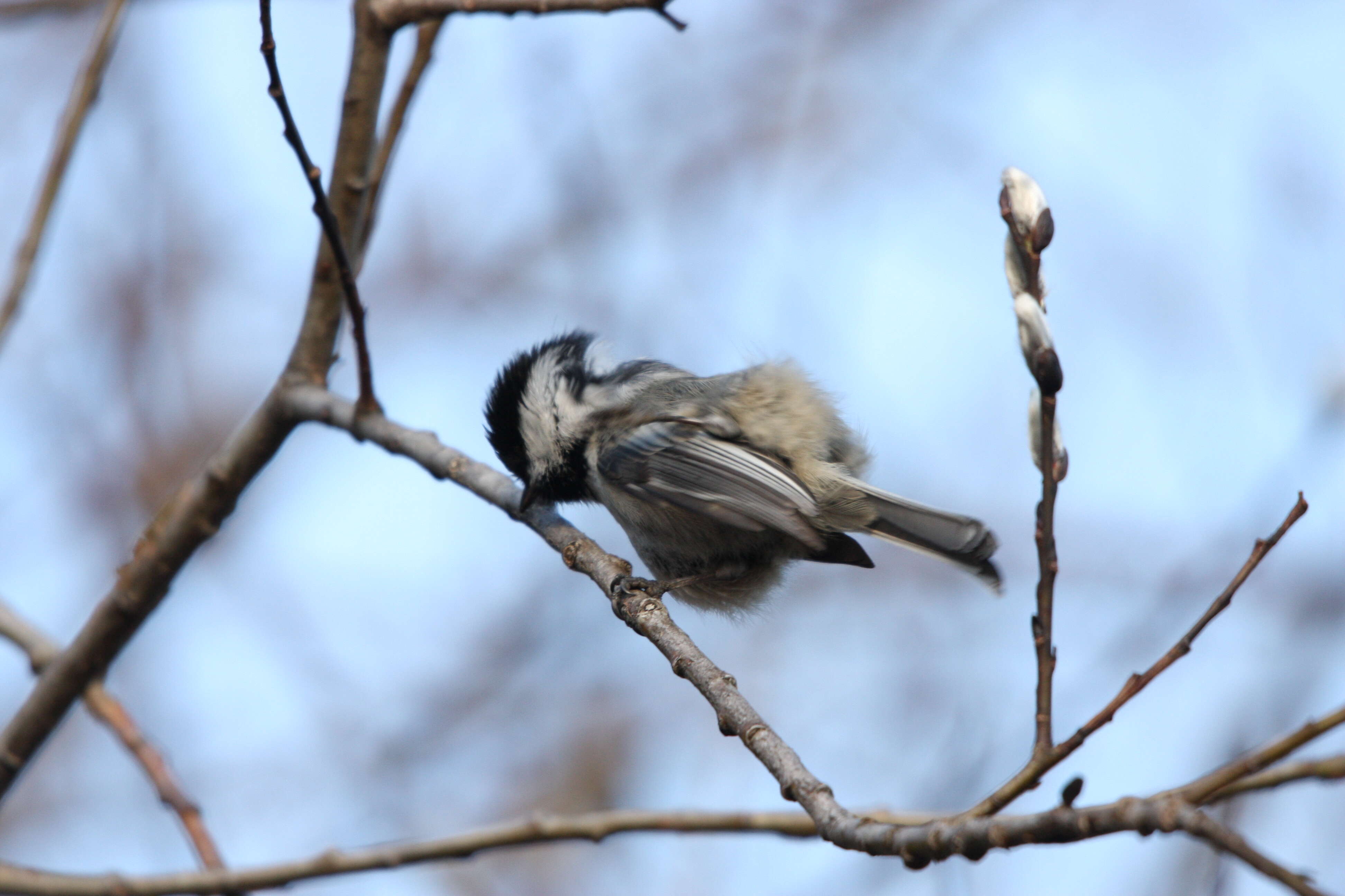 Plancia ëd Poecile atricapillus (Linnaeus 1766)