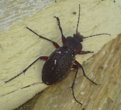 Image of Blue Ground Beetle