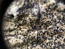 Image of dot lichen