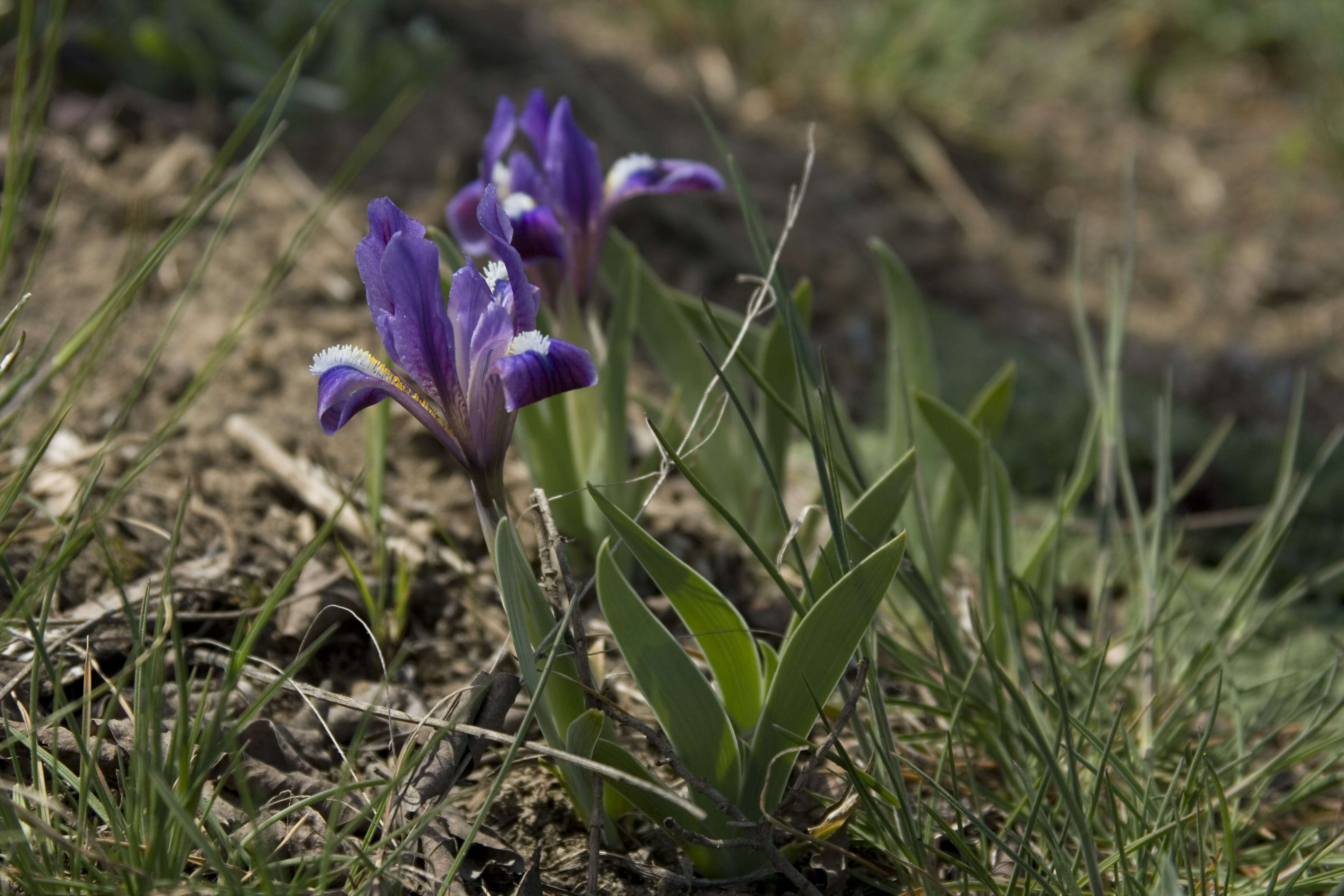 Plancia ëd Iris pumila L.