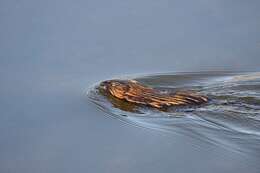 Image of muskrat