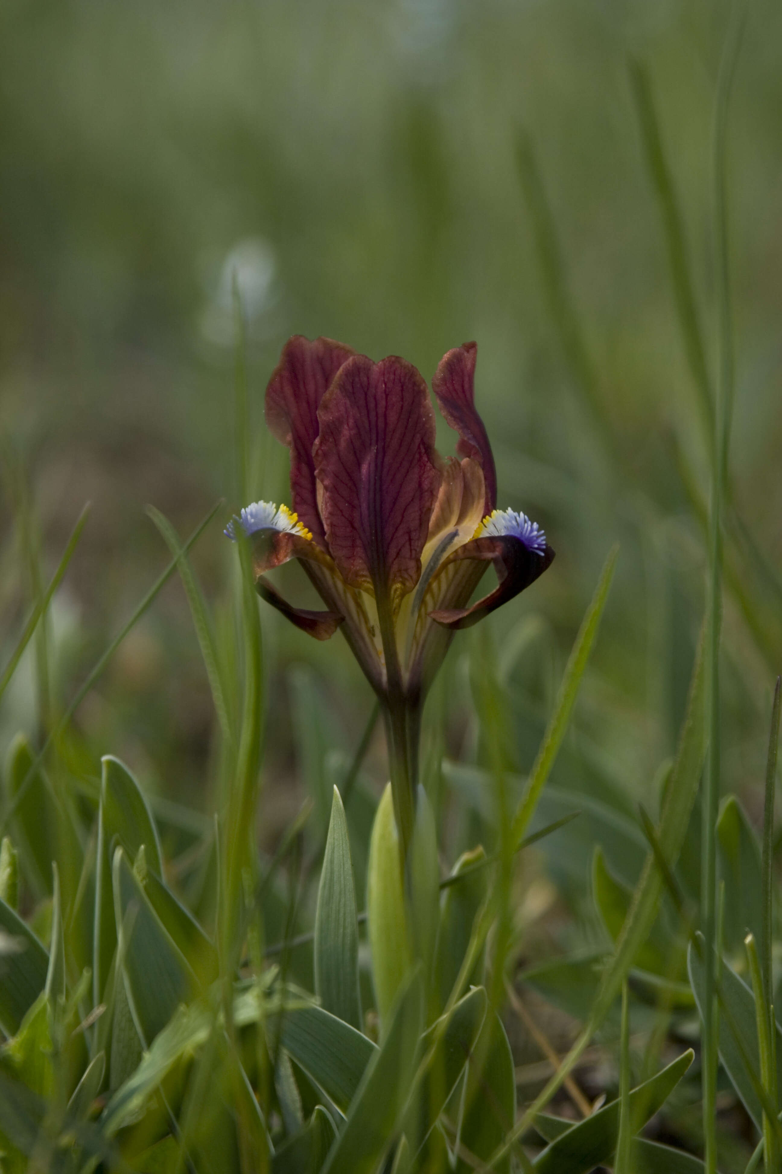 Plancia ëd Iris pumila L.