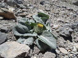 Image of Berardia lanuginosa (Lam.) Fiori & Paol.