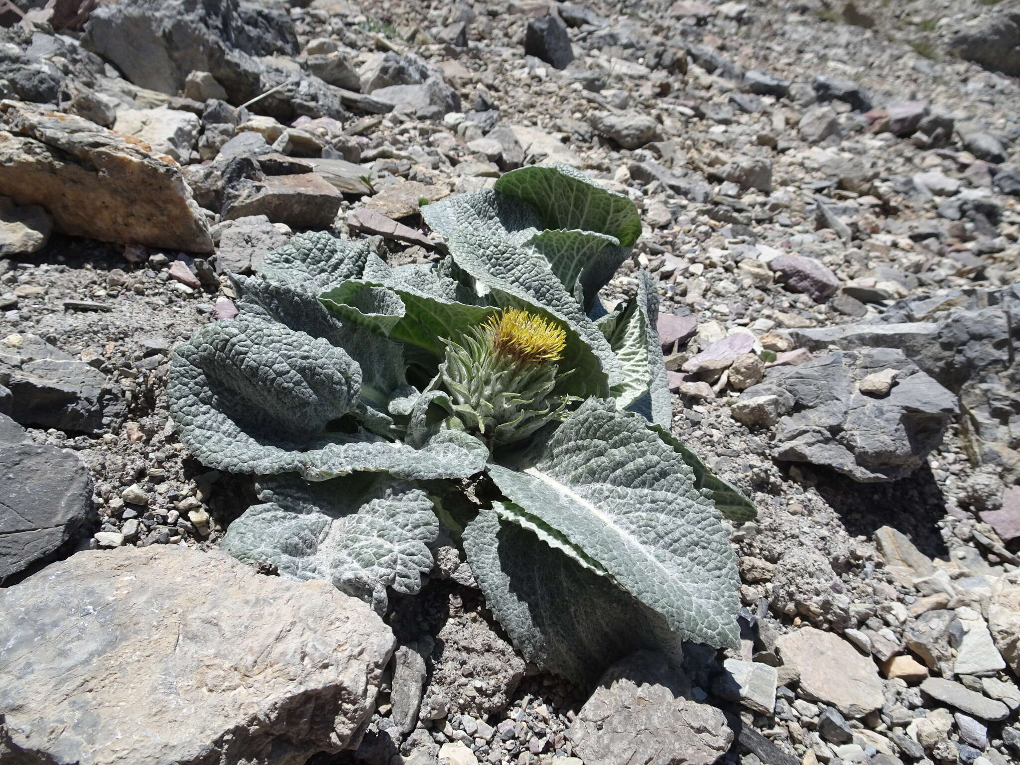 Image of Berardia lanuginosa (Lam.) Fiori & Paol.