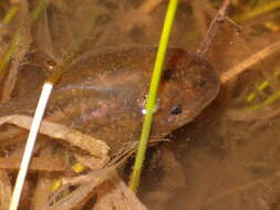 Image of Iberian Spadefoot Toad