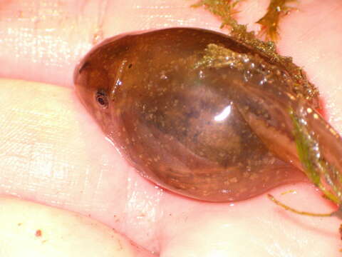 Image of Iberian Spadefoot Toad