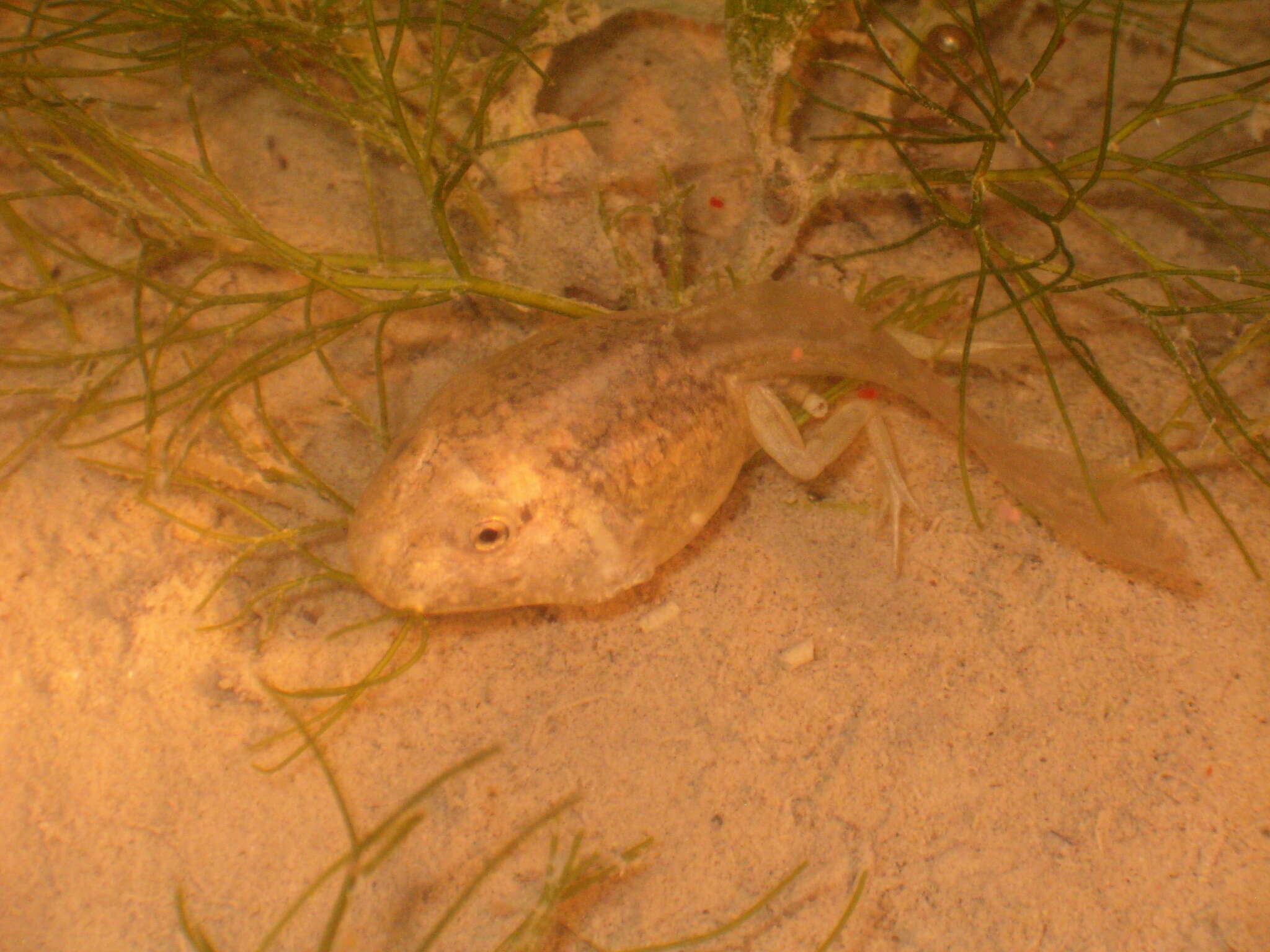 Image of Parsley Frog