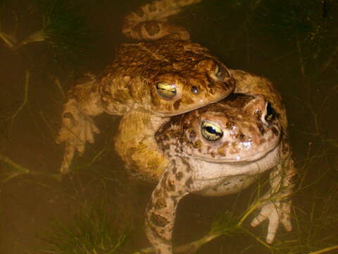 Image of Natterjack toad