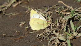 Colias vauthierii vauthierii的圖片