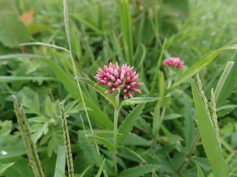 Sivun Eupatorium lindleyanum DC. kuva