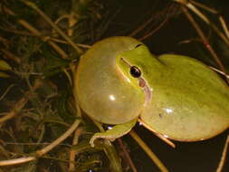 Image of Mediterranean Tree Frog