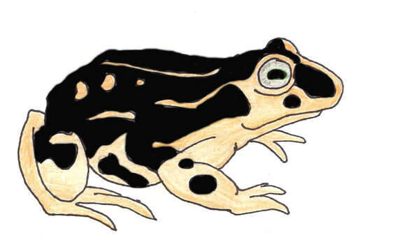 صورة Rhinella atacamensis (Cei 1962)